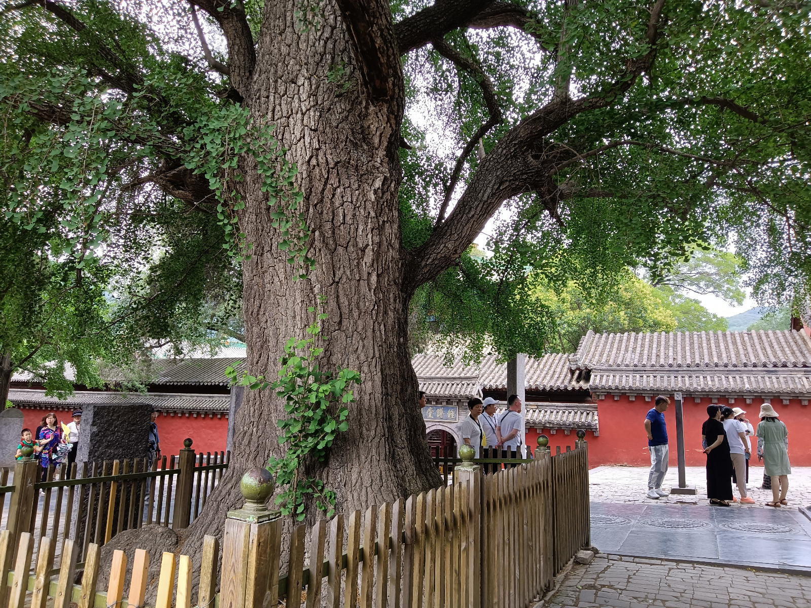 少林寺古银杏，树龄1500余年.jpg