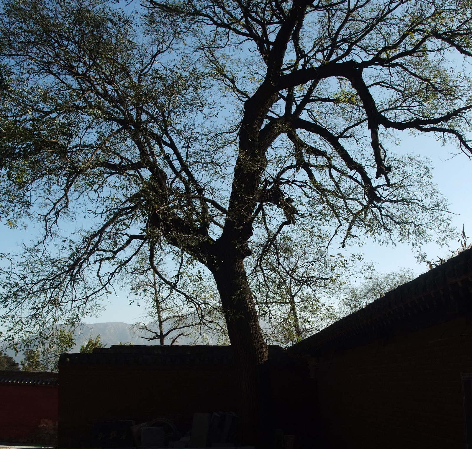 DSCF0710.JPG