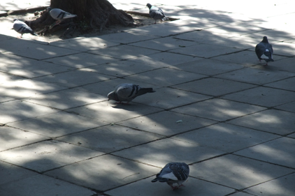 DSCF1433.JPG