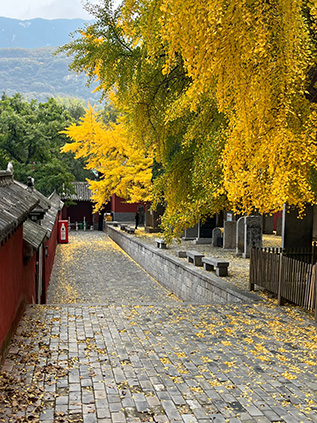 Grand Beauty of the Ancient Ginkgo with a History of More Than 1, 000 Years in Shaolin Temple