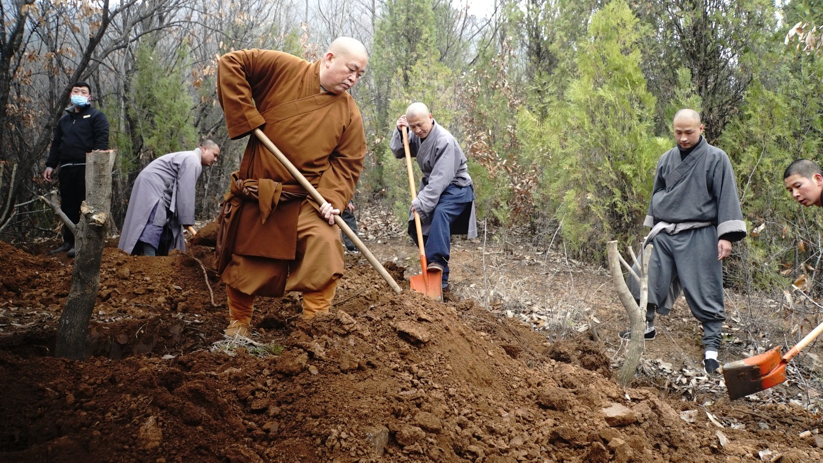 Shaolin Monks Work Outdoor to Pick Male Flowers of Eucommia Ulmoides